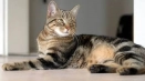 Evropey cat, къса келтска котка